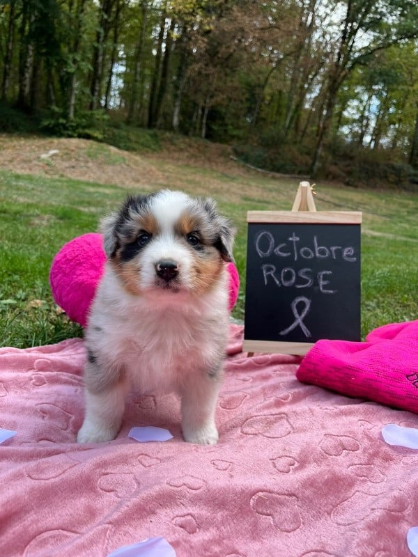 Mâle bleu merle queue courte naturelle BAXTER