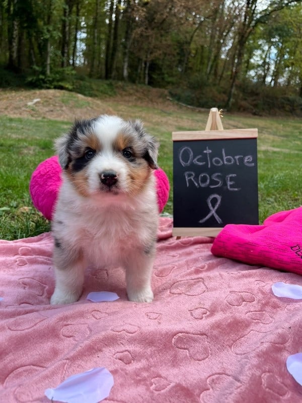 Mâle bleu merle queue courte naturelle BAXTER