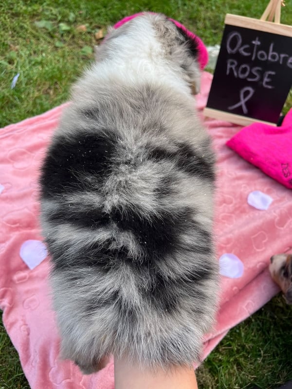 Mâle bleu merle queue courte naturelle BAXTER