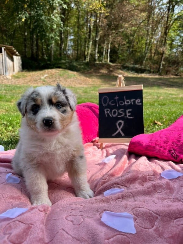 Femelle F2 bleue merle queue courte nat BLUE