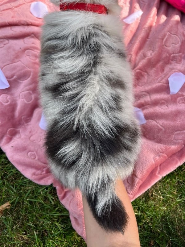 Femelle F2 bleue merle queue courte nat BLUE