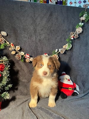 Les chiots de Berger Australien