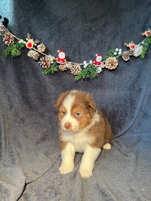 Les chiots de Berger Australien