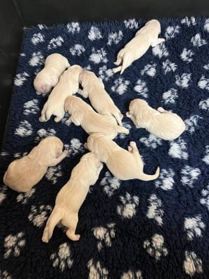 Les chiots de Golden Retriever