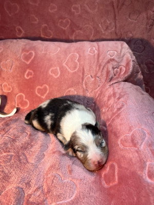 Les chiots de Berger Australien