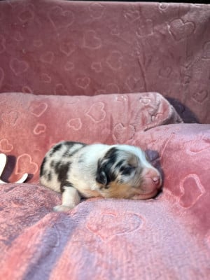 Les chiots de Berger Australien