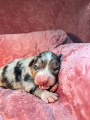 Les chiots de Berger Australien