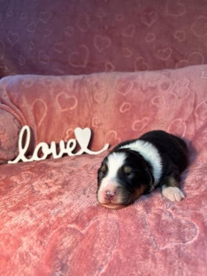 Les chiots de Berger Australien