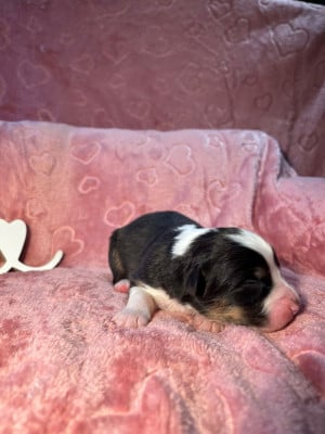 Les chiots de Berger Australien