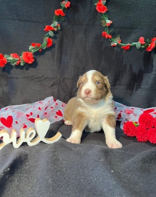 Les chiots de Berger Australien