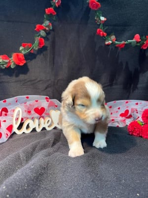 Les chiots de Berger Australien