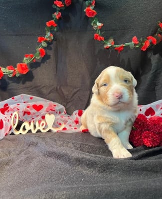 Les chiots de Berger Australien
