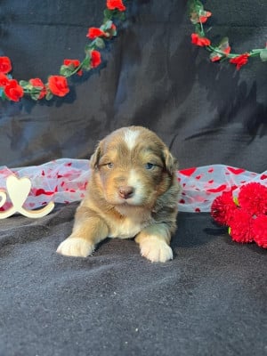Les chiots de Berger Australien