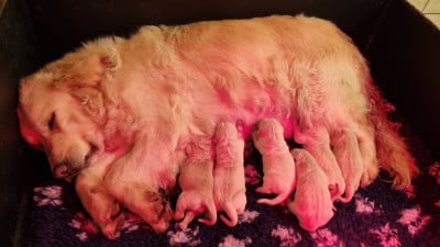 Les chiots de Golden Retriever