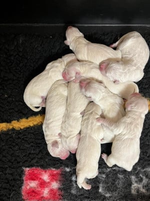 Les chiots de Golden Retriever