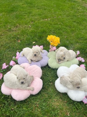 Les chiots de Golden Retriever