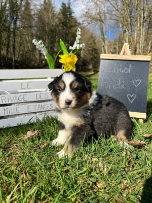 Les chiots de Berger Australien
