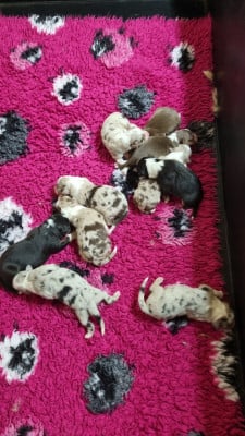 Les chiots de Berger Australien