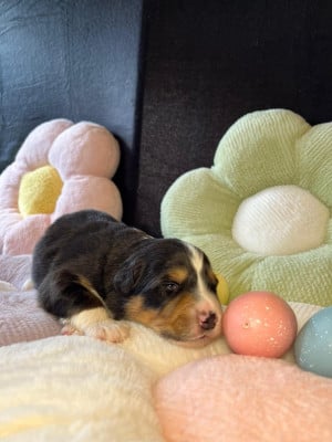 Les chiots de Berger Australien