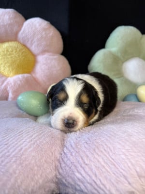 Les chiots de Berger Australien