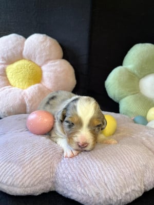 Les chiots de Berger Australien
