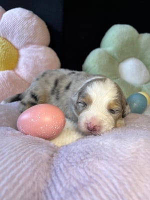 Les chiots de Berger Australien