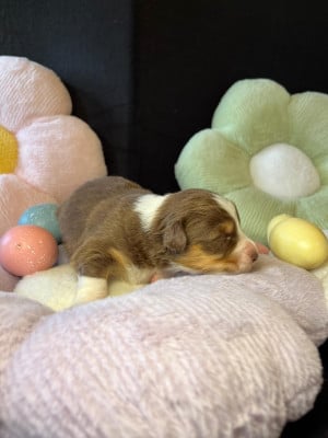 Les chiots de Berger Australien