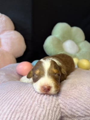 Les chiots de Berger Australien