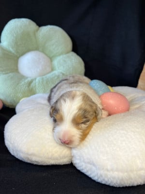 Les chiots de Berger Australien
