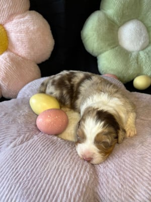 Les chiots de Berger Australien