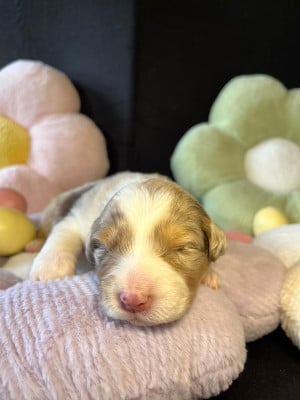 Les chiots de Berger Australien