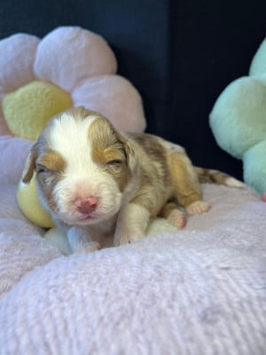 Les chiots de Berger Australien