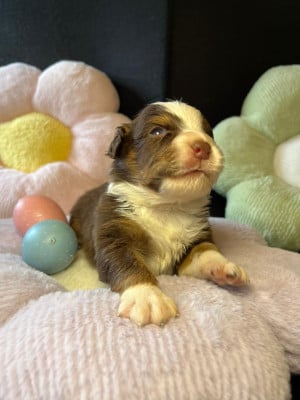 Les chiots de Berger Australien