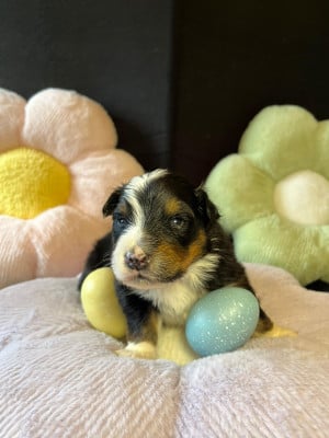 Les chiots de Berger Australien