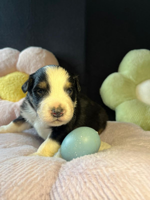 Les chiots de Berger Australien