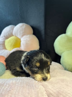 Les chiots de Berger Australien