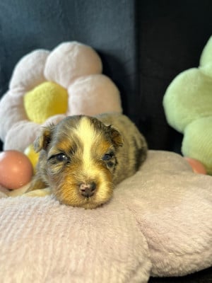 Les chiots de Berger Australien