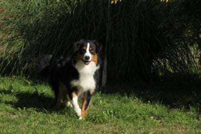 Mâle noir tricolore queue courte - Berger Australien