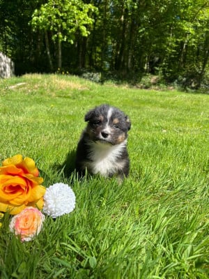 Les chiots de Berger Australien
