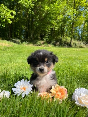 Les chiots de Berger Australien