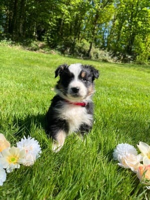 Les chiots de Berger Australien