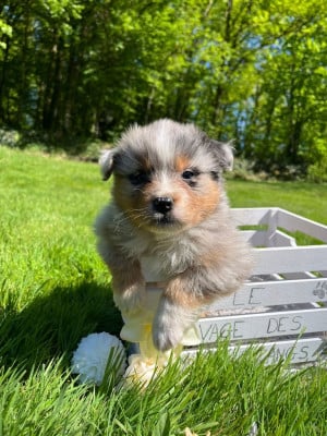 Les chiots de Berger Australien