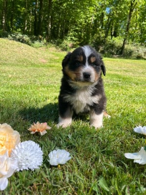 Les chiots de Berger Australien
