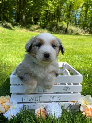 Les chiots de Berger Australien