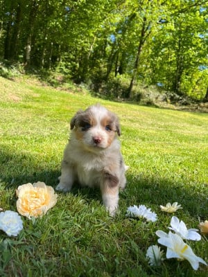 Les chiots de Berger Australien