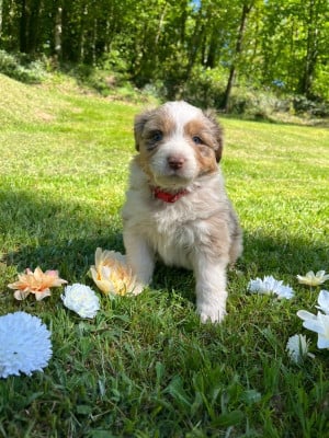 Les chiots de Berger Australien