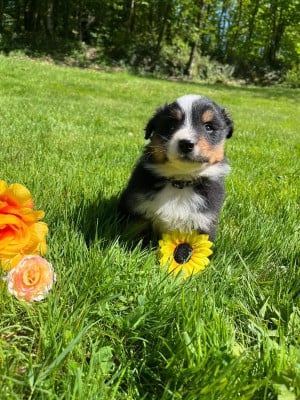 Les chiots de Berger Australien