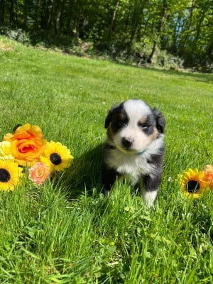 Les chiots de Berger Australien