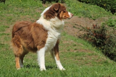 Les chiots de Berger Australien