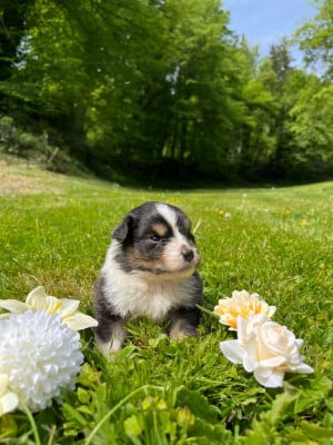 Les chiots de Berger Australien